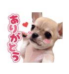 スムースチワワ「ウーピー」（個別スタンプ：2）