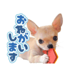 スムースチワワ「ウーピー」（個別スタンプ：3）