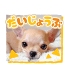 スムースチワワ「ウーピー」（個別スタンプ：4）