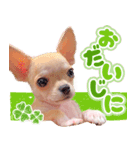 スムースチワワ「ウーピー」（個別スタンプ：5）