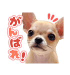 スムースチワワ「ウーピー」（個別スタンプ：6）