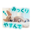 スムースチワワ「ウーピー」（個別スタンプ：8）