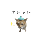 キャッツとアニー2（個別スタンプ：5）