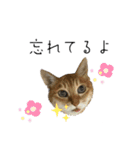 キャッツとアニー2（個別スタンプ：8）