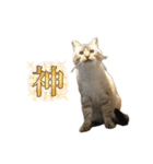 キャッツとアニー2（個別スタンプ：23）