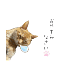 キャッツとアニー2（個別スタンプ：26）