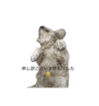 ぺこり(たまにあずきとこてつ)のスタンプ（個別スタンプ：4）