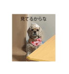 ぺこり(たまにあずきとこてつ)のスタンプ（個別スタンプ：17）