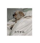 ぺこり(たまにあずきとこてつ)のスタンプ（個別スタンプ：18）