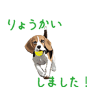 ビーグル犬の普段使いスタンプ（個別スタンプ：5）