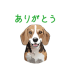 ビーグル犬の普段使いスタンプ（個別スタンプ：7）