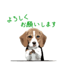 ビーグル犬の普段使いスタンプ（個別スタンプ：14）