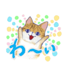 毎日使える「猫のまるちゃん」（個別スタンプ：19）