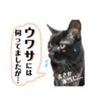 黒猫トムチ8（個別スタンプ：2）