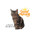 実写！猫あつまれ！（個別スタンプ：1）