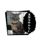 実写！猫あつまれ！（個別スタンプ：2）