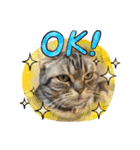 実写！猫あつまれ！（個別スタンプ：3）