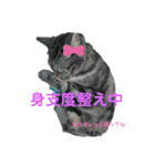 実写！猫あつまれ！（個別スタンプ：4）