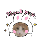実写！猫あつまれ！（個別スタンプ：5）