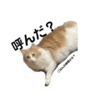 実写！猫あつまれ！（個別スタンプ：6）