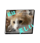実写！猫あつまれ！（個別スタンプ：7）