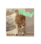 実写！猫あつまれ！（個別スタンプ：8）