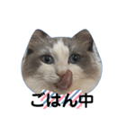 実写！猫あつまれ！（個別スタンプ：9）