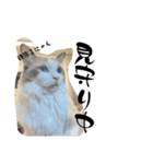 実写！猫あつまれ！（個別スタンプ：10）