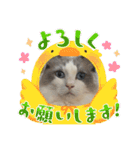 実写！猫あつまれ！（個別スタンプ：11）