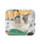 実写！猫あつまれ！（個別スタンプ：12）