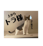 実写！猫あつまれ！（個別スタンプ：13）