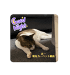 実写！猫あつまれ！（個別スタンプ：14）