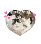 実写！猫あつまれ！（個別スタンプ：15）