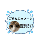 実写！猫あつまれ！（個別スタンプ：16）