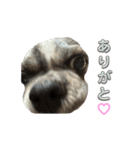 ぱんぺんぽーん（個別スタンプ：16）