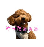 ちゃちゃまる ときどきインコ（個別スタンプ：9）
