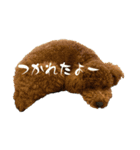 ちゃちゃまる ときどきインコ（個別スタンプ：20）