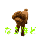 ちゃちゃまる ときどきインコ（個別スタンプ：25）