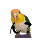 ちゃちゃまる ときどきインコ（個別スタンプ：26）