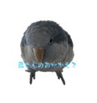 ちゃちゃまる ときどきインコ（個別スタンプ：27）