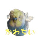 ちゃちゃまる ときどきインコ（個別スタンプ：29）