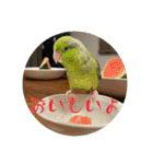 ちゃちゃまる ときどきインコ（個別スタンプ：32）