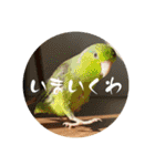 ちゃちゃまる ときどきインコ（個別スタンプ：33）