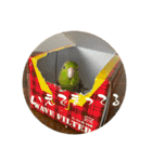 ちゃちゃまる ときどきインコ（個別スタンプ：37）