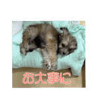 エル氏(4ヶ月記念)（個別スタンプ：16）