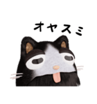 コスプレねこ④（個別スタンプ：8）