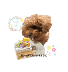 トイプードルのぱーるちゃん（個別スタンプ：5）