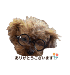トイプードルのぱーるちゃん（個別スタンプ：8）