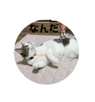 にゃんにゃんむすめ（個別スタンプ：6）