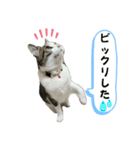 にゃんにゃんむすめ（個別スタンプ：7）